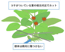 アヌビアスナナの育て方 Aquarium Library