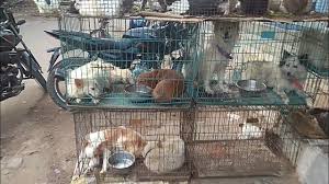 Adopt a dog free in patna cute pugs waiting to be adopted in raj pets, patna. See Patna Dog And Bird Market With Address Youtube