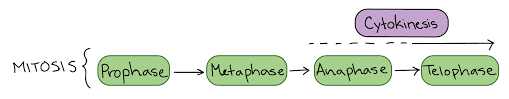 The phases have been identified according to the physical state of the chromosomes and the spindle. Phases Of Mitosis Mitosis Biology Article Khan Academy