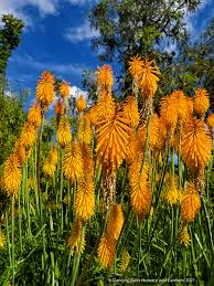 Image result for Kniphofia grantii