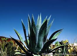 Image result for Agave