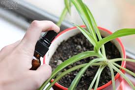 Cat Repellant Spray Keep Your Cat Your Houseplants And Your Sanity Cat Repellant Essential Oils Cats Plants
