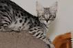 Savannahs - Silver Lake Savannahs - Exotic Cat Breeder ...
