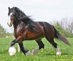 Resultat De Recherche D Images Pour Shire Horses Shire Horse Big Horses