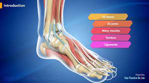 The tendon is on the top of the foot and it functions to move the great toe, and facilitates pulling the foot in upward direction. Foot And Ankle Anatomy Video Medical Video Library