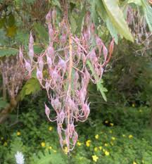 Image result for Bocconia