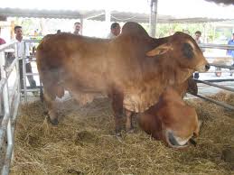 It was bred in the united states from 1885 from cattle originating in india, imported at various times from the united kingdom, from india and from brazil. Kasya Agrofam Beef Cattle Breeds