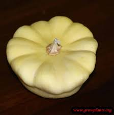 It is easy to grow and rarely bothered by insects. Pattypan Squash How To Grow Care