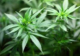 Image result for Cannabis sativa