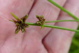 Image result for Isolepis prolifera