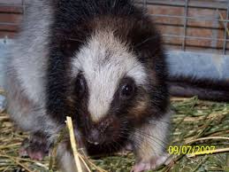 One species, discovered in an. Giant Cloud Rat