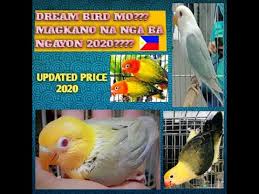 They like to hang upside down and do all kinds of acrobatics. Updated Price List Of African Lovebirds Of The Philippine Local Market Year 2020 Youtube
