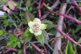 Image result for Enydra