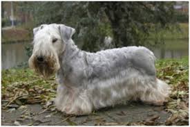 Image result for ČESKÝ TERIÉR