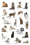The 10 Best Types of Cat | Britannica