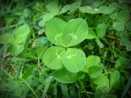 Flowers of india is aimed at having information about all the flowers found in india, with their common names, especially in indian languages, pictures and habitat, easily available in one place. Four Leaf Clover Wikipedia