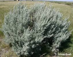 Artemisia is a very good dried flower filler, beautiful for dried flower wreaths or swag bases. 100 Silver Sagebrush White Sagebrush Silver King Artemisia Ludoviciana Flower Seeds Buy Online In Armenia At Armenia Desertcart Com Productid 12652647
