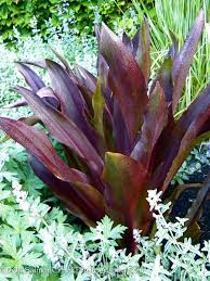 Image result for Eucomis