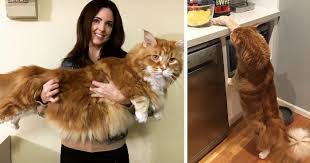 Image result for Omar the worlds largest cat