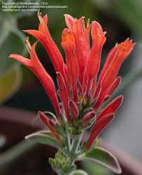 Image result for Dicliptera sp. C