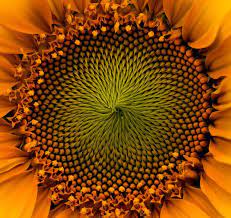 Nature S Patterns Patterns In Nature Spirals In Nature Macro Flower