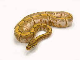 Calico Ghost Spider Morph List World Of Ball Pythons Ball Python Snake Lovers Pet Snake