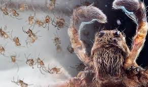 Spiders How To Identify Spiders In Your Home The 10 Common