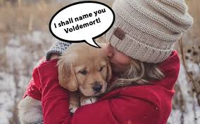 Watch a litter of adorable newborn golden retriever puppies nursing at ecad. Most Popular Golden Retriever Names Of 2021 And 500 Other Ideas Golden Hearts
