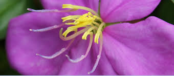 Image result for Dissotis peregrina