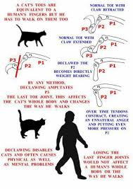 Never Declaw A Cat Cats Paw Project Cats And Kittens