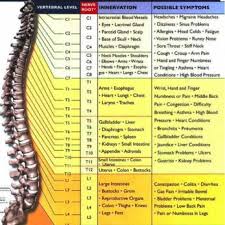 chiropractic diagram that shows the vertebral level nerve