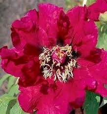 Tree Peony Iphigenia S Dramatic Velvety Dark Red Blooms On A Backdrop Of Delicate Medium Olive Foliage Dark Maro Peony Farm Rose Flower Colors Olive Foliage