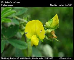Image result for Crotalaria retusa