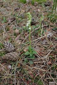 Image result for Tragus pedunculatus