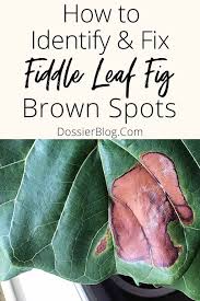 Why does my areca palm have brown tips and leaves? How To Identify Treat Fiddle Leaf Fig Brown Spots Dossier Blog