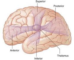 Assessment | biopsychology | comparative | cognitive | developmental | language | individual differences | personality | philosophy | social | methods | statistics | clinical | educational | industrial | professional items | world psychology |. Thalamus Epithalamus Clinical Gate
