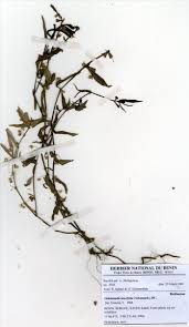 Image result for Oldenlandia lancifolia