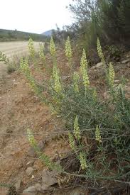 Image result for Senecio aetfatensis