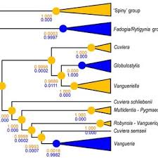 Image result for Multidentia sp. A