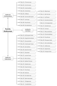 Image result for Oxyanthus zanguebaricus