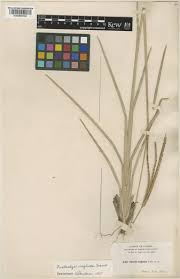 Image result for Eustachys paspaloides