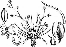 Image result for Subularia