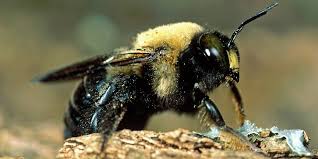 Instead, carpenter bee abdomens are smooth and shiny, whereas bumble bees' have hairy, yellow abdomens. Bumblebee Vs Carpenter Bee
