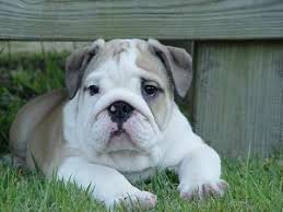 We want english bulldogs that are healthy, look like a bulldog, ( conformation), and have good temperaments. English Bulldog Puppies In Michigan