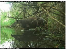 Image result for Rhytachne subgibbosa