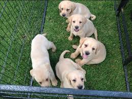 Satilik Saf Labrador Yavrusu Labrador Fiyatlari Satilik Yavru Kopekler Yavru Kopek Fiyatlari Yavru Kopek Kopek Hayvanlar