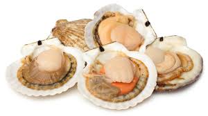 Scallops Kl
