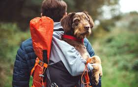 Durfee was by far the best experience of them all. Understanding And Coping With The Loss Of A Pet Find A Psychologist