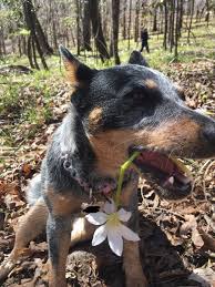 Pin By Anna On Heelers Cattle Dogs Rule Cute Animals Cattle Dog