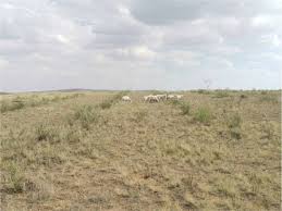 Image result for Polygala melilotoides